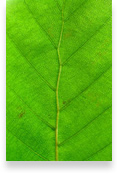 Art 4